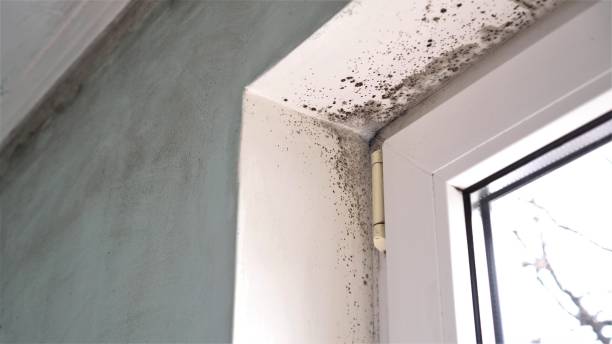Best Black Mold Removal  in Vashon, WA