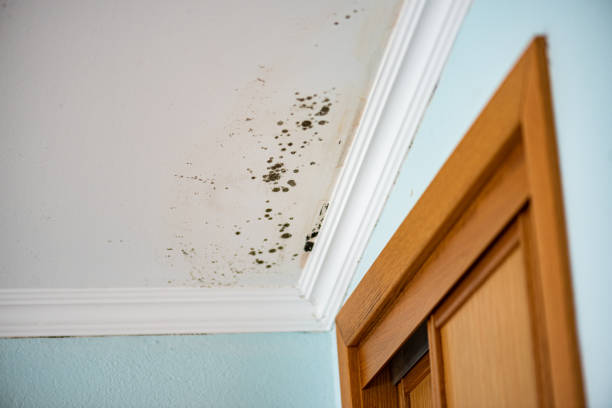Best Mold Inspection  in Vashon, WA